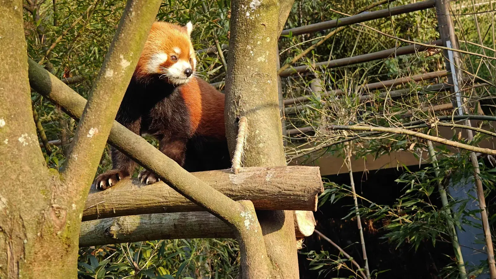 这里的小熊猫是我见过最可爱的（ 📍都江堰 · 熊猫谷）