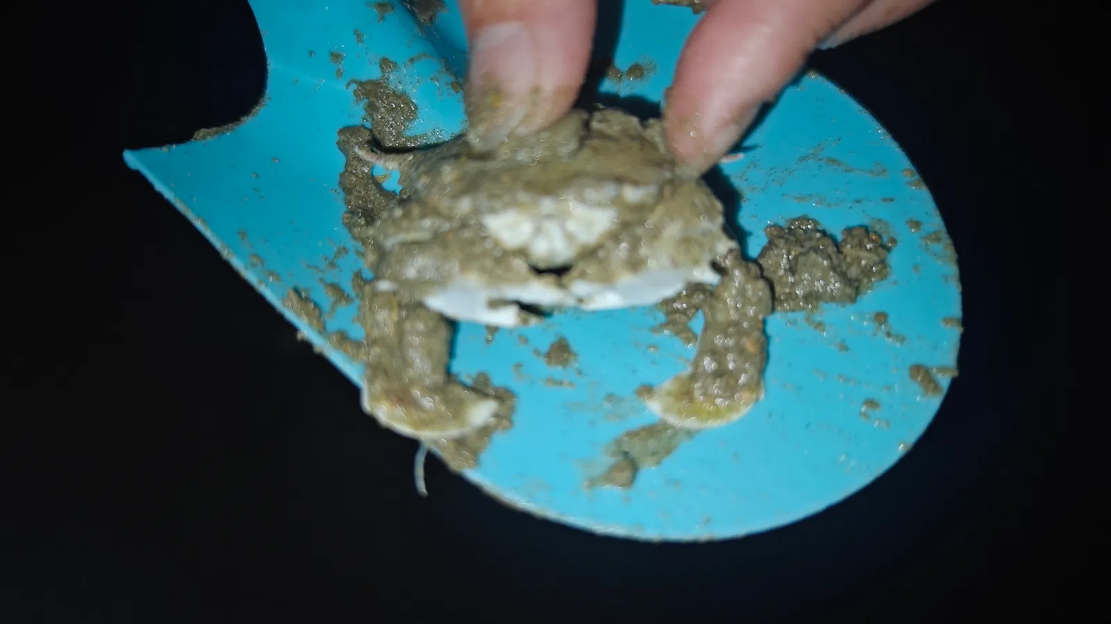 晚上赶海抓沙蟹，随随便便抓几十个（ 📍平潭 · 龙王头 ）