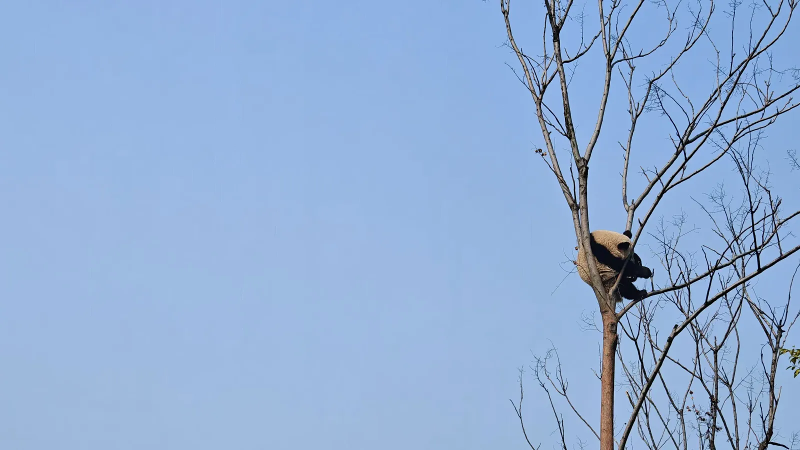 这是我第一次知道熊猫还会在树上睡觉（呆住...