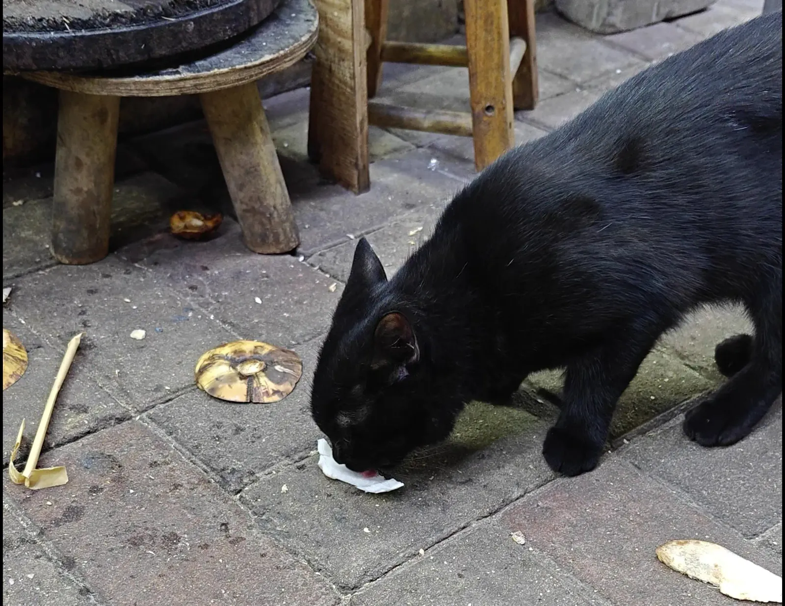 大半夜觅食路上，看到会吃椰子的小黑猫。