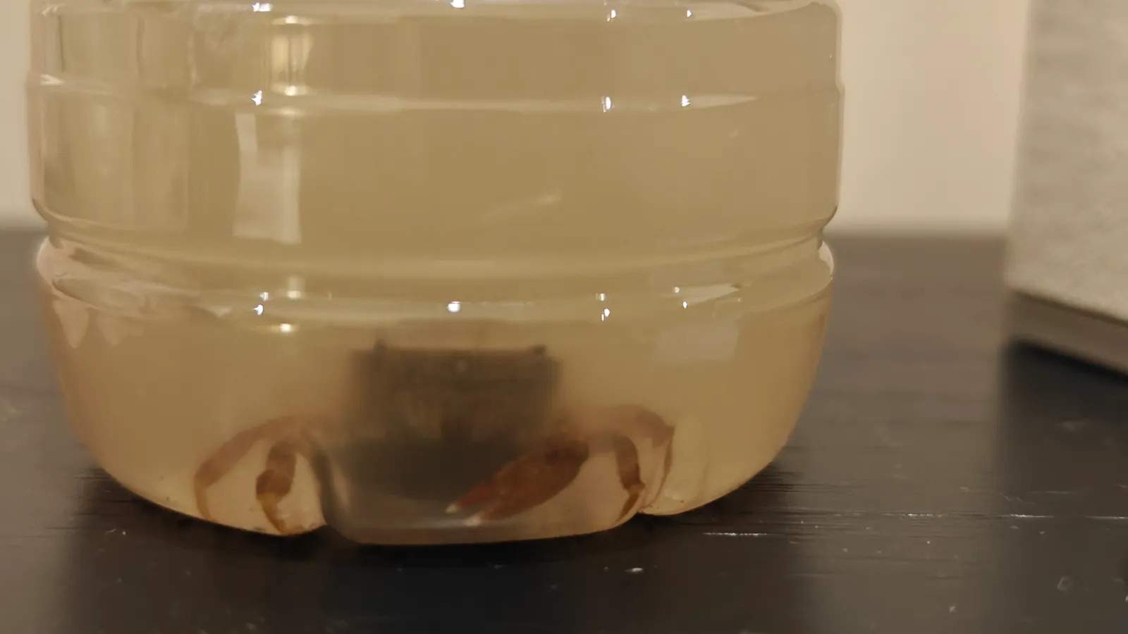 赶海捉到的小螃蟹