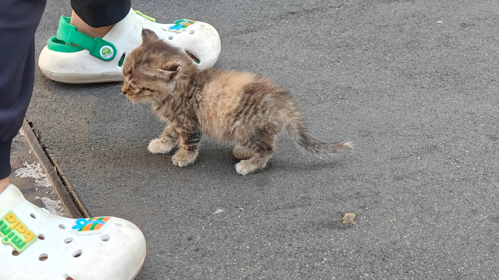 返程时候遇到刚出生的小猫，走路都不太稳