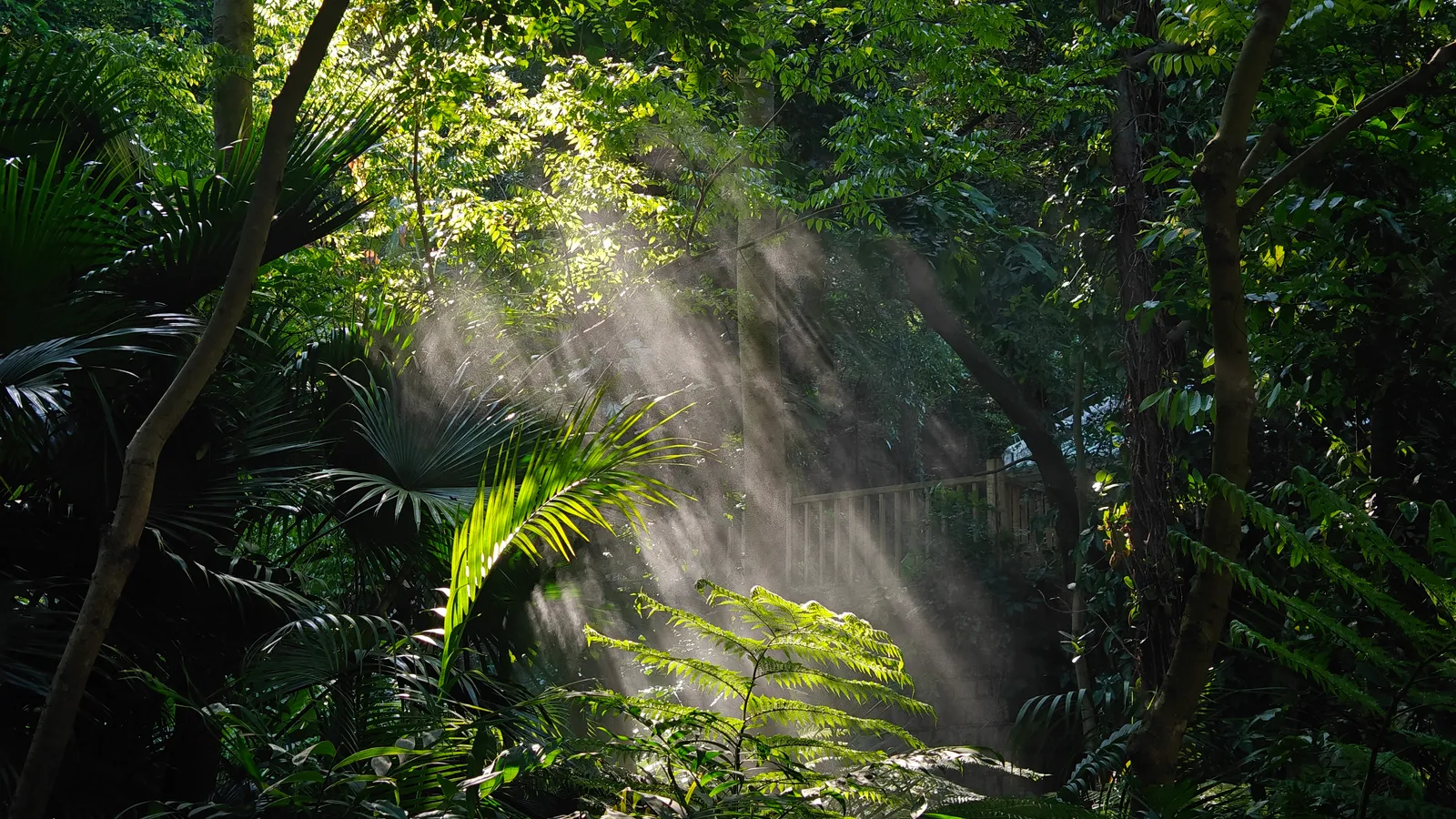 热带雨林区随手可见的丁达尔效应